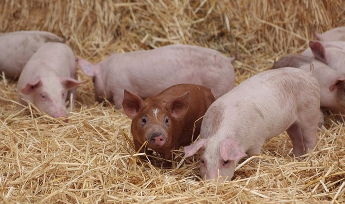Rasy i hodowla świnek w naszym kraju – streszczenie i ciekawostki