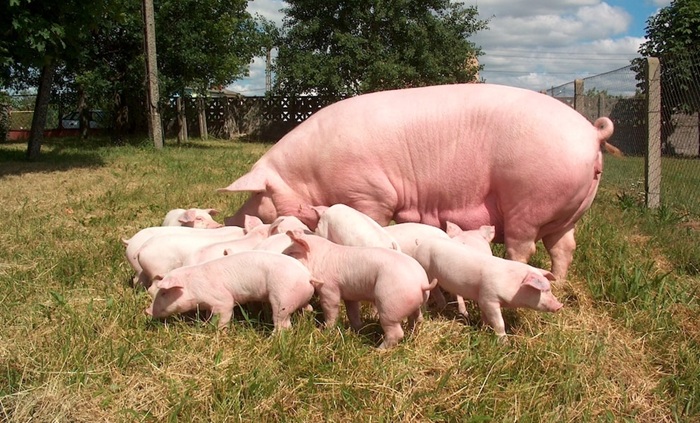 Żywienie świń – ważne jest określenie potrzeb na białko i aminokwasy