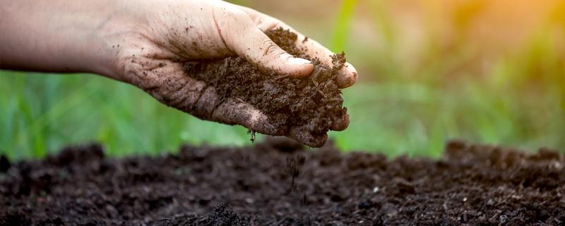 Alternatywy dla nawozów azotowych