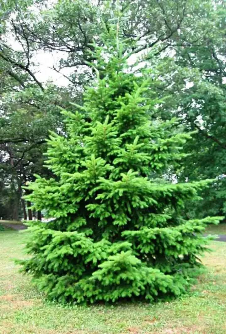 Daglezja jako przyprawa