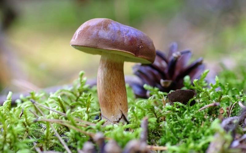 Gotowanie czarnych łebków