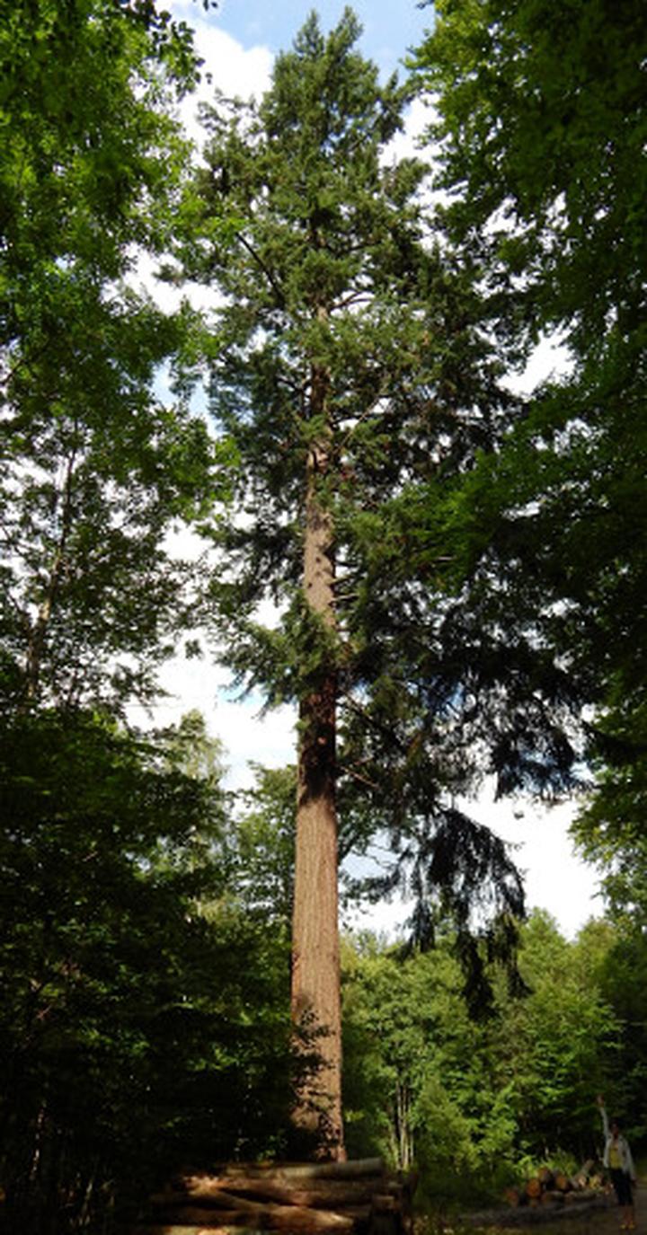 Przepisy i inspiracje z daglezją