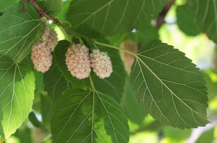 Przepisy i inspiracje z morwą białą