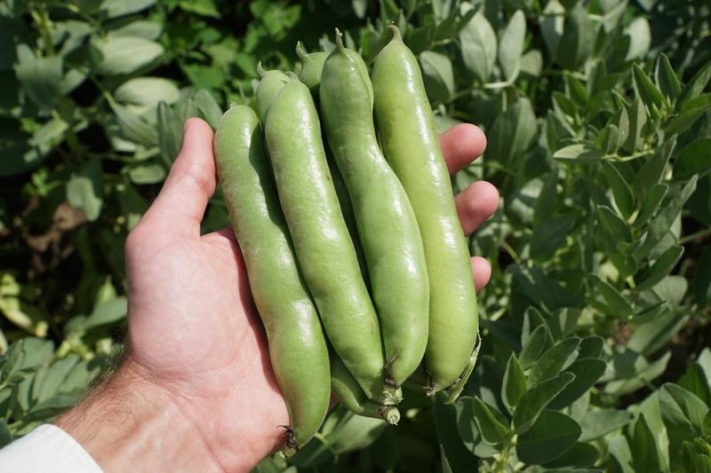 Przepisy kulinarne z bobem