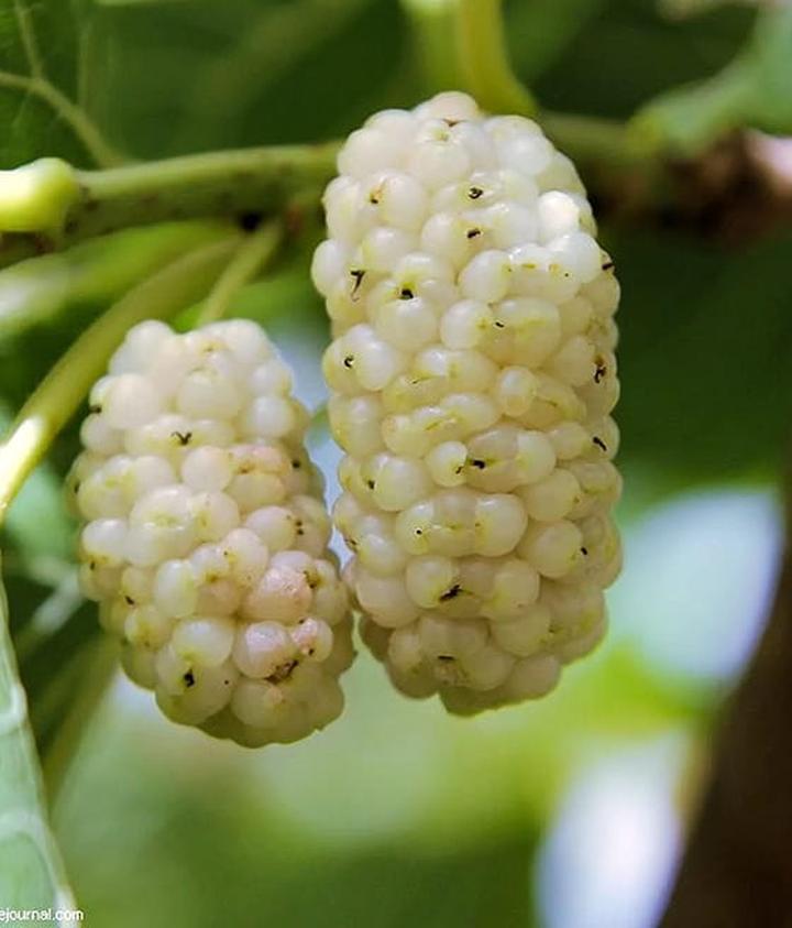 Smak i właściwości morwy białej suszonej