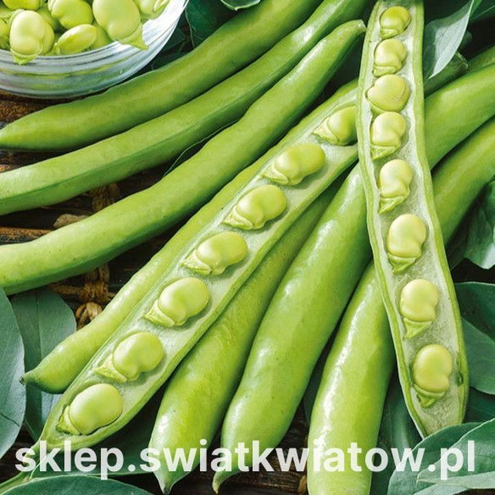 Właściwości zdrowotne bobu