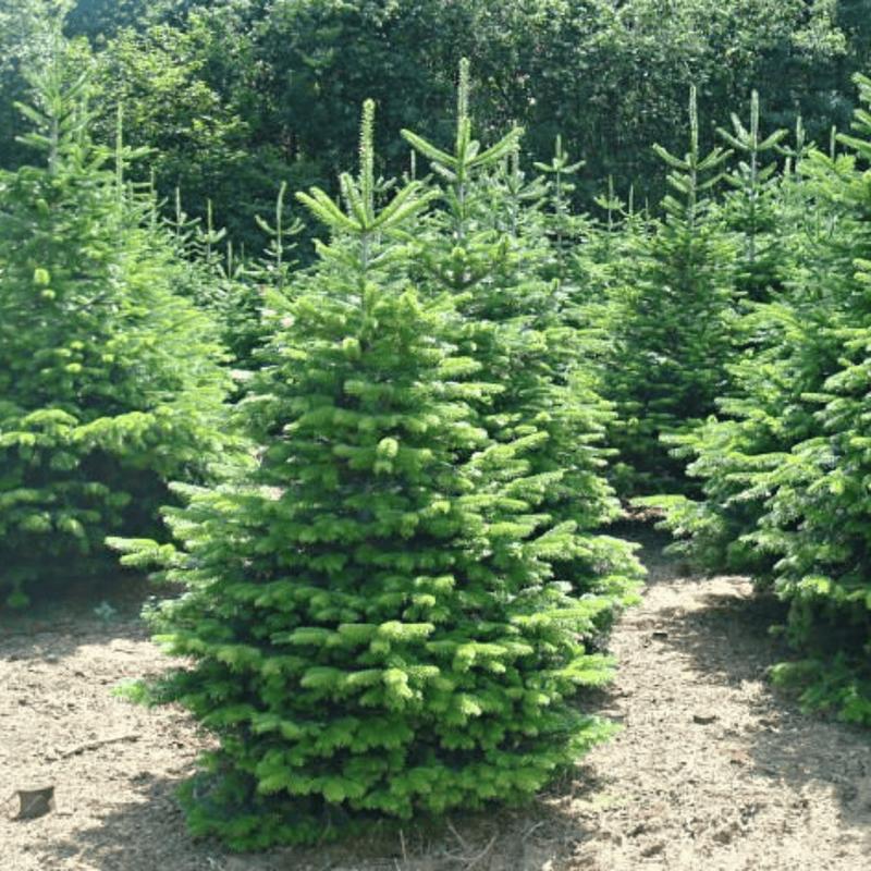 Właściwości zdrowotne daglezji