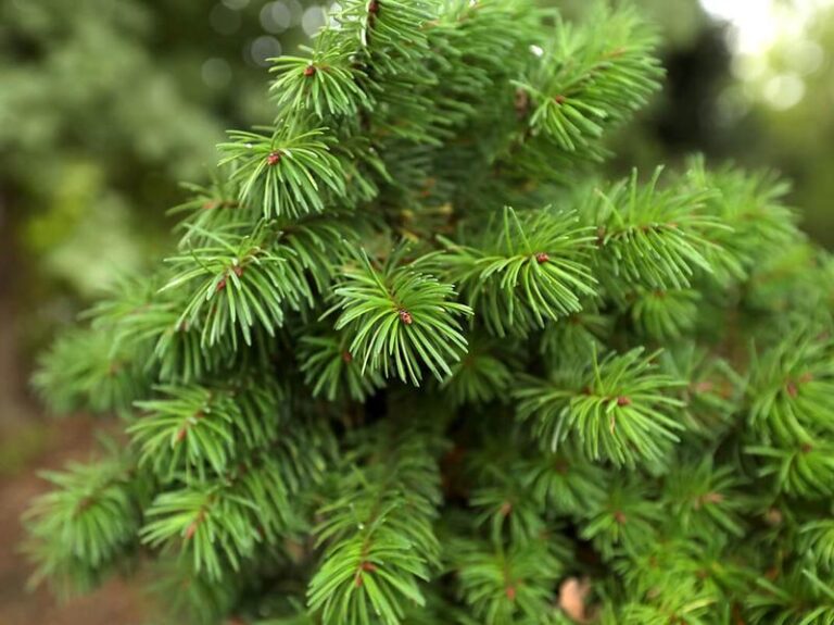 Daglezja jako niezwykła przyprawa – odkryj jej unikalny smak i właściwości