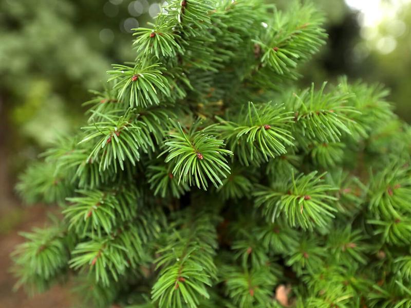 Daglezja jako niezwykła przyprawa – odkryj jej unikalny smak i właściwości