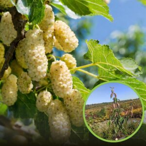 Odkrywając smak morwy białej suszonej – co warto wiedzieć?