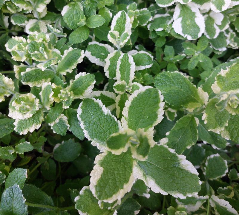 Alternatywy dla ananasa