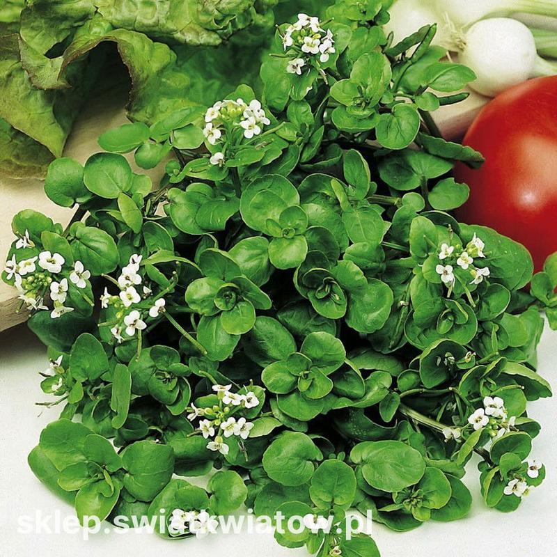 Alternatywy dla rukwi wodnej