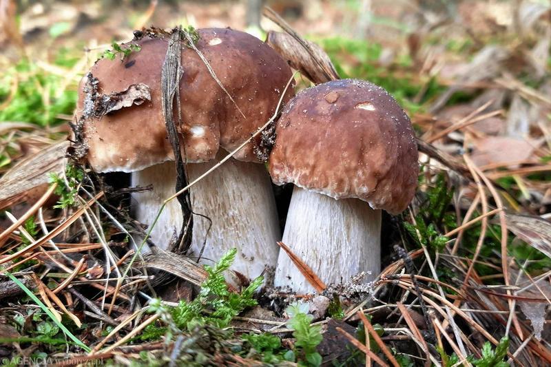 Idealny czas smażenia prawdziwków