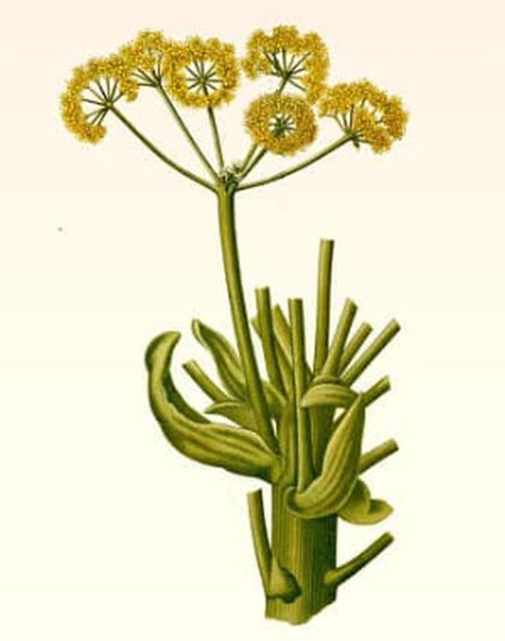 Koszt i efektywność alternatyw asafetyda