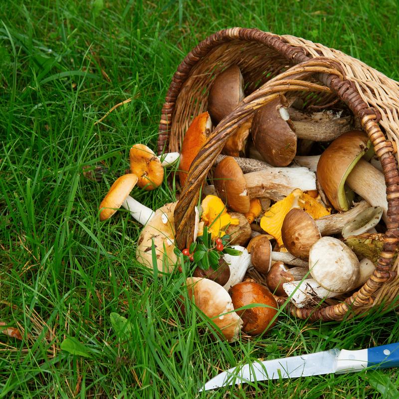 Najlepsze grzyby do zupy grzybowej