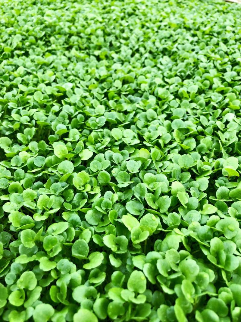 Przepisy z zamiennikami rukwi