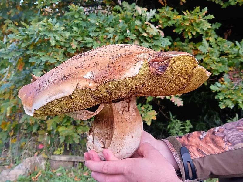 Przygotowanie prawdziwków do smażenia