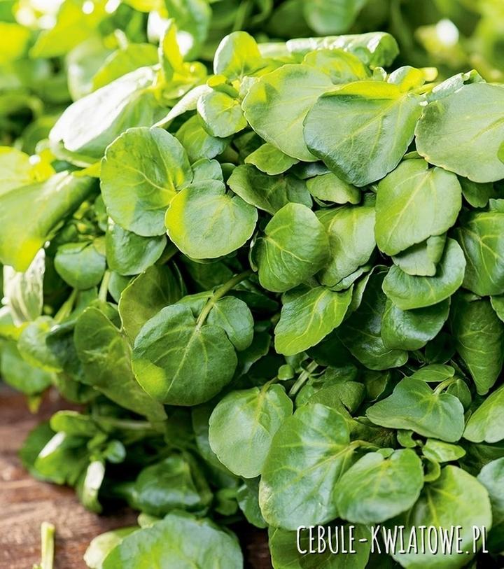 Zamienniki rukwi wodnej w kuchni