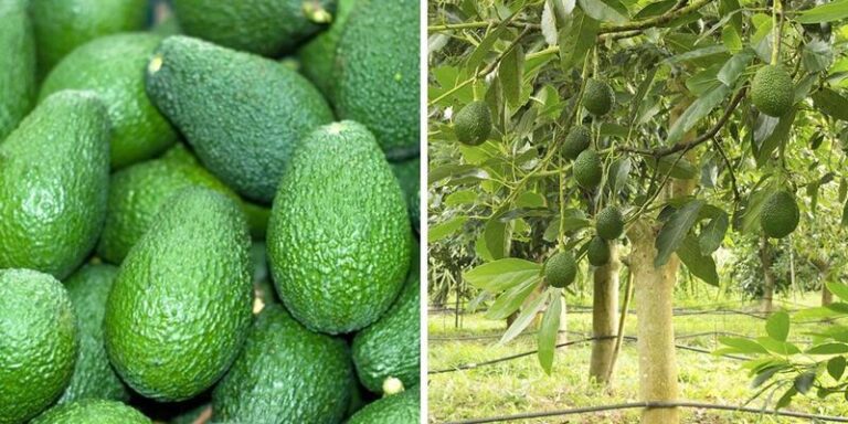 Dlaczego awokado smakuje jak mydło i jak temu zaradzić?