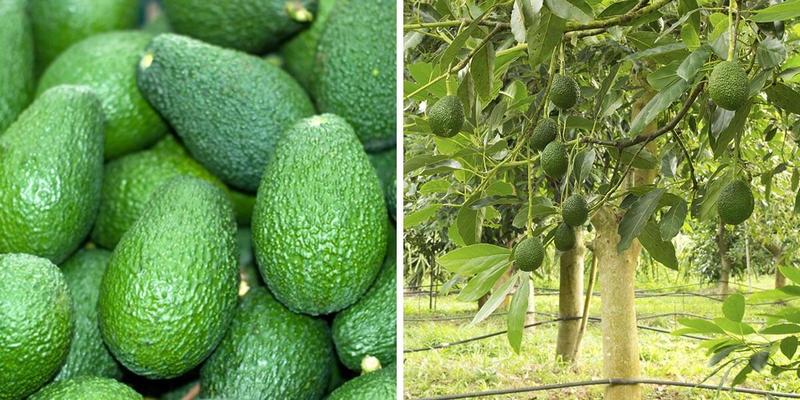 Dlaczego awokado smakuje jak mydło i jak temu zaradzić?