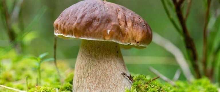 Idealny czas smażenia prawdziwków – ile naprawdę potrzeba?