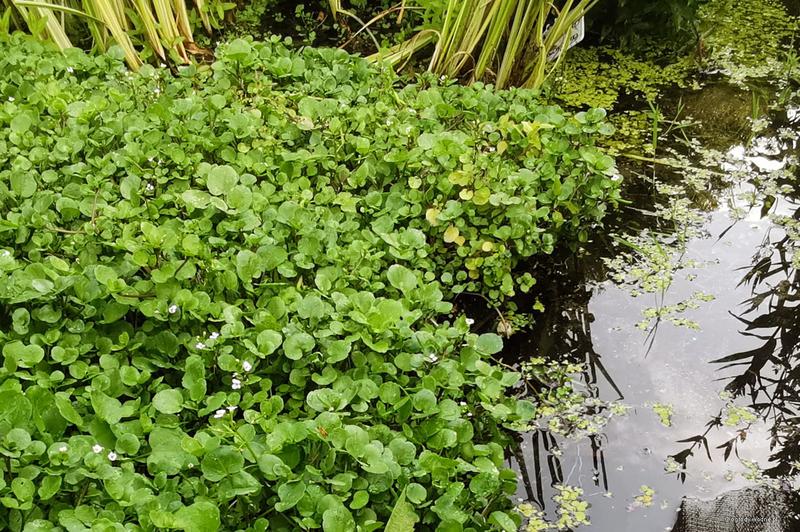 Jak zastąpić rukiew wodną w kuchni? Oto najlepsze alternatywy!