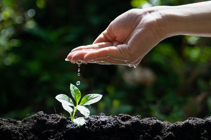 Naturalne środki ochrony roślin