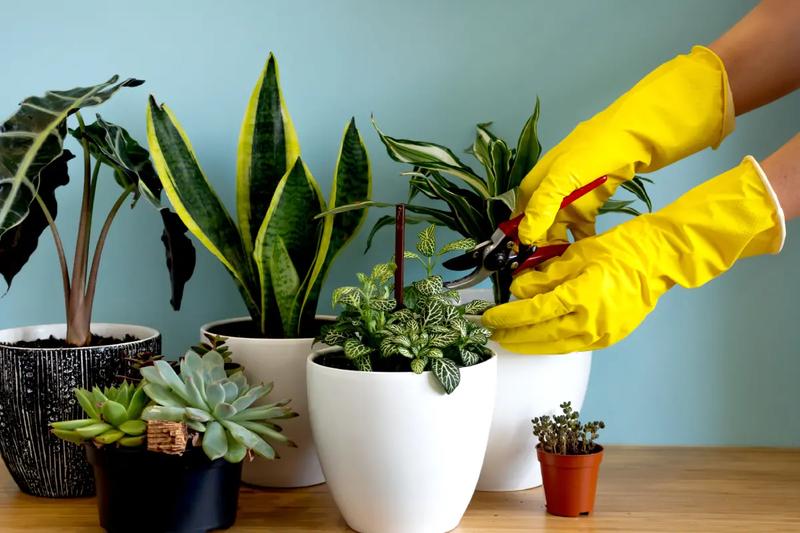 Alternatywne sposoby na zastąpienie maści ogrodniczej w pielęgnacji roślin