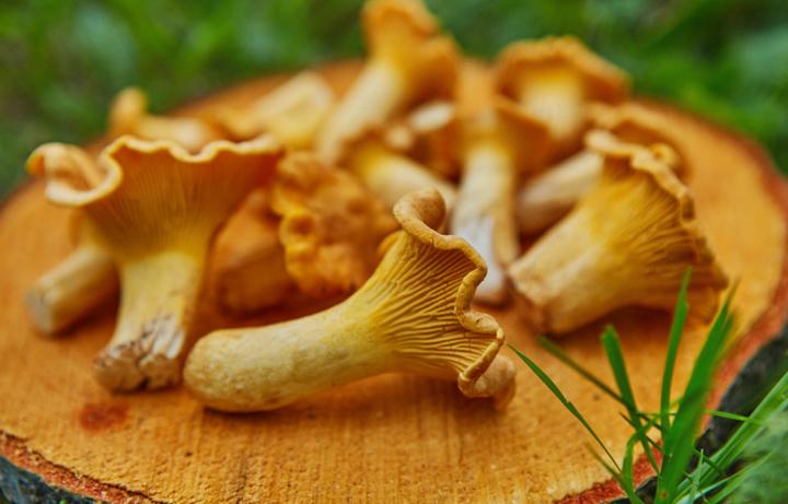 Optymalny czas smażenia kurek