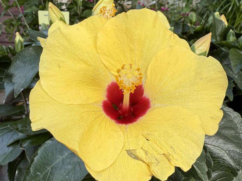 Właściwości zdrowotne hibiskusa