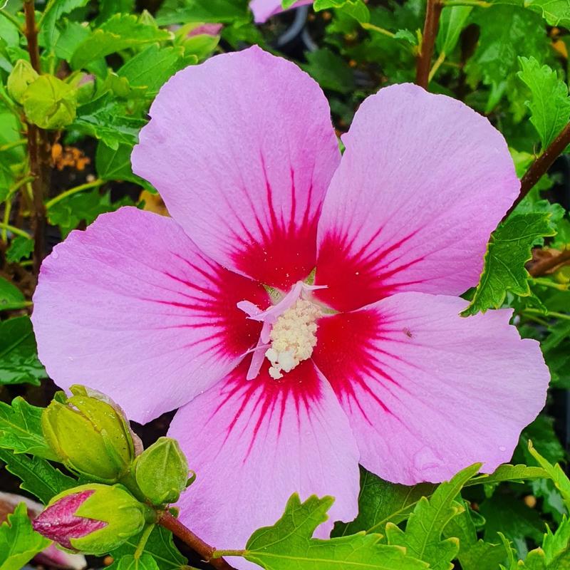 Czary hibiskusa: odkryj, jak smakuje ten wyjątkowy kwiat