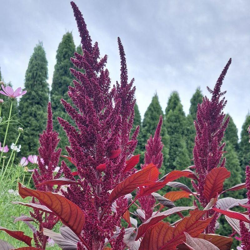 Proces mielenia amarantusa na mąkę