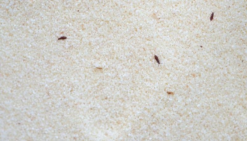 Szkodniki żywności w kuchni