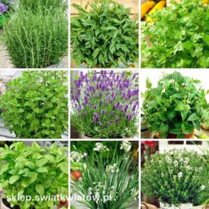 Alternatywy dla oregano: czym można zastąpić ten aromatyczny zioło?