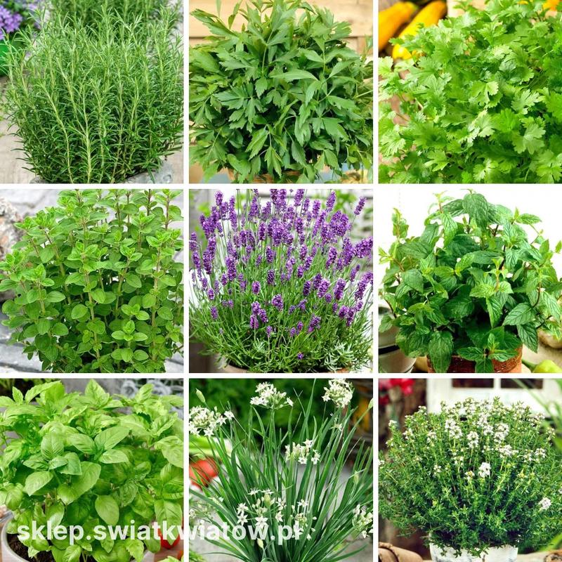 Alternatywy dla oregano: czym można zastąpić ten aromatyczny zioło?