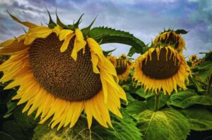 Słonecznik solony – zdrowa przekąska czy pułapka kaloryczna?
