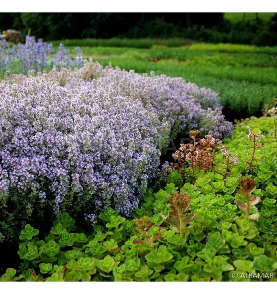 Macierzanka w kuchni