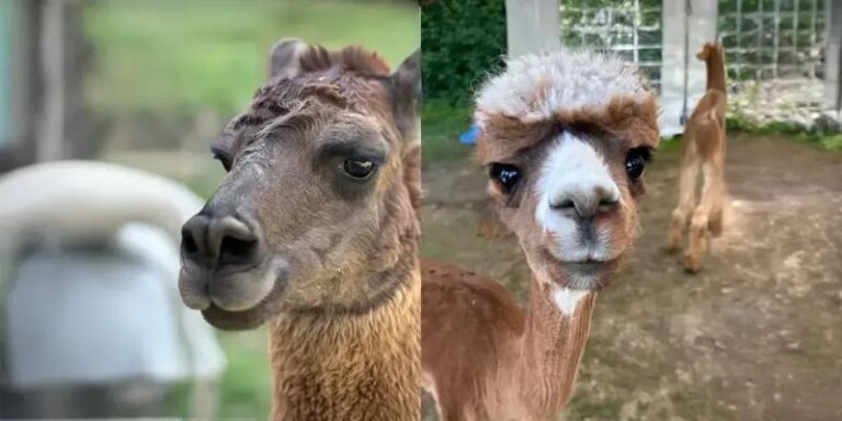 Odkryj niezwykłe doznania kulinarne: jak smakuje mięso z alpaki?