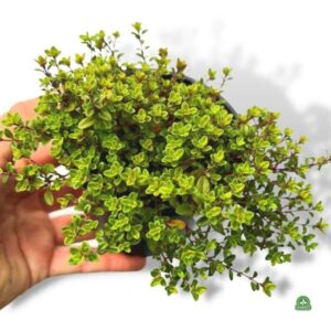 Odkryj niezwykłe właściwości gatunku macierzanki jako przyprawy w kuchni