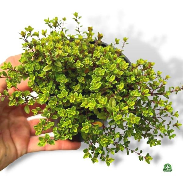 Odkryj niezwykłe właściwości gatunku macierzanki jako przyprawy w kuchni