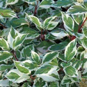 Odkryj smak dereni: jakie przyjemności kryją te wyjątkowe owoce?