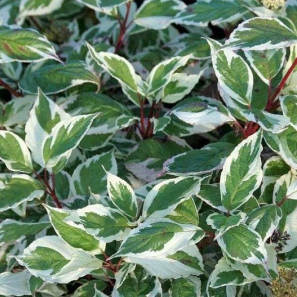 Odkryj smak dereni: jakie przyjemności kryją te wyjątkowe owoce?