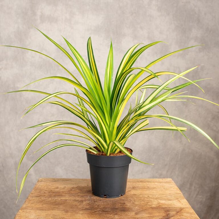 Odkryj smak pandana: co warto wiedzieć o tej egzotycznej roślinie